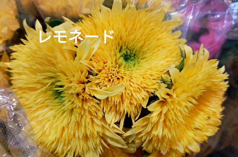 21-06-17-17-41-12-829_deco